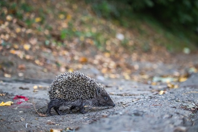 新定义英超 新定义英超